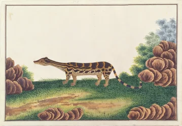 Gebänderter Linsang, aus Zeichnungen von Tieren, Insekten und Reptilien aus Malakka, ca. 1805-18